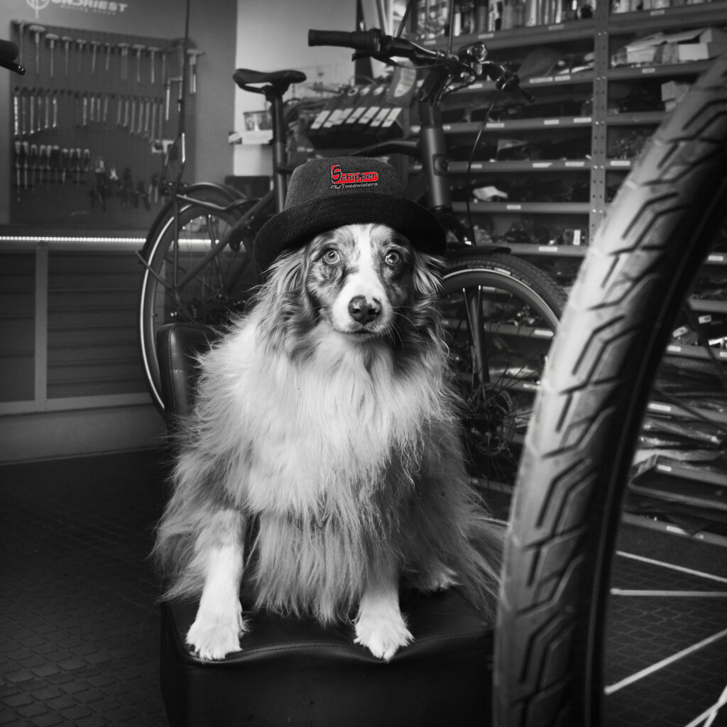 dog foto 18
